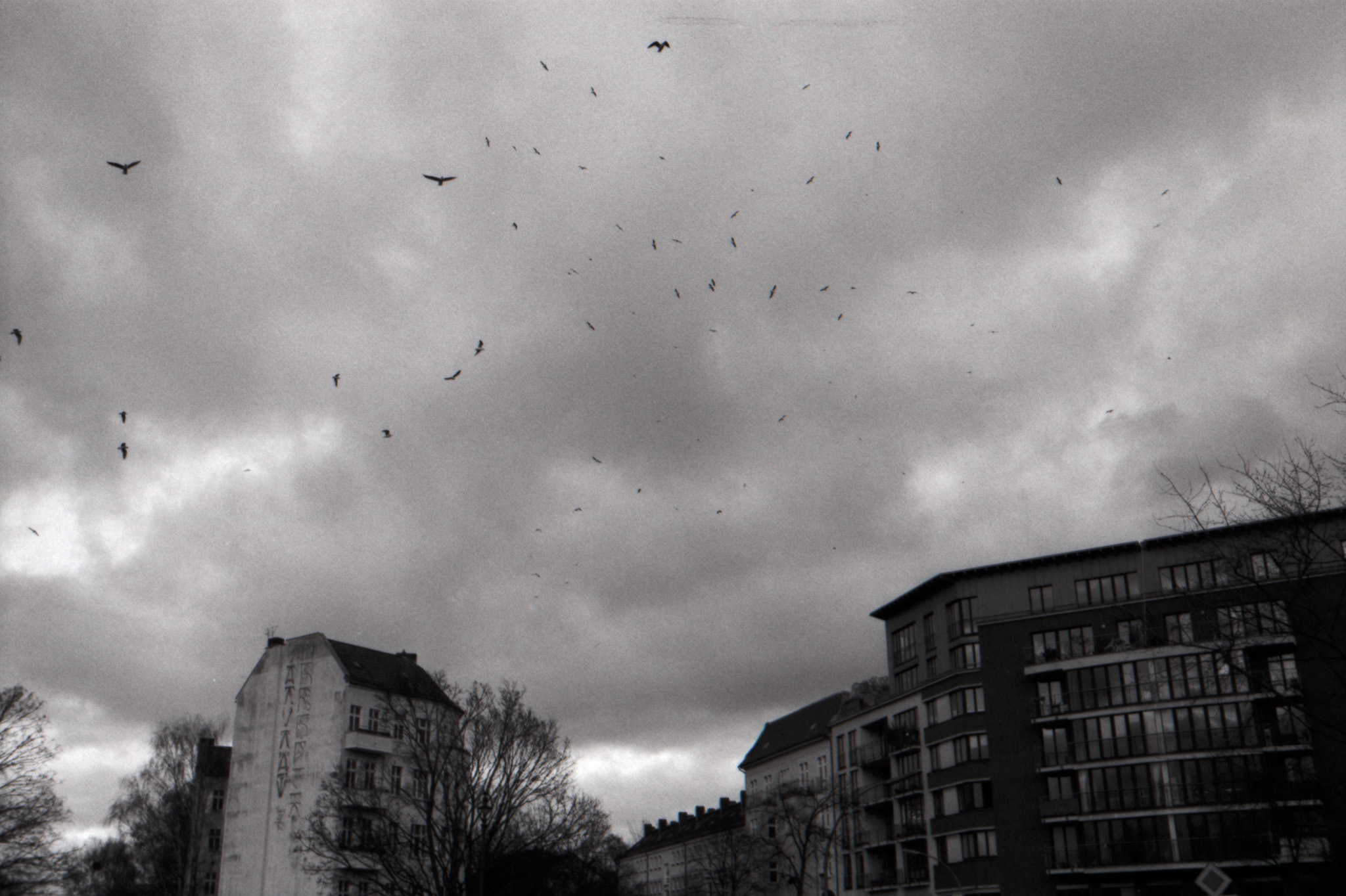 Flock of birds circling above apartment buildings under dramatic clouds, black and white