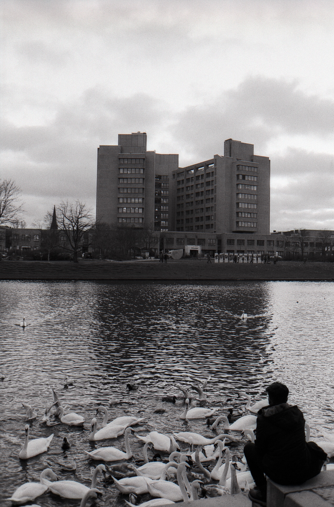 Person watching swans on a lake with a brutalist building in the background, black and white