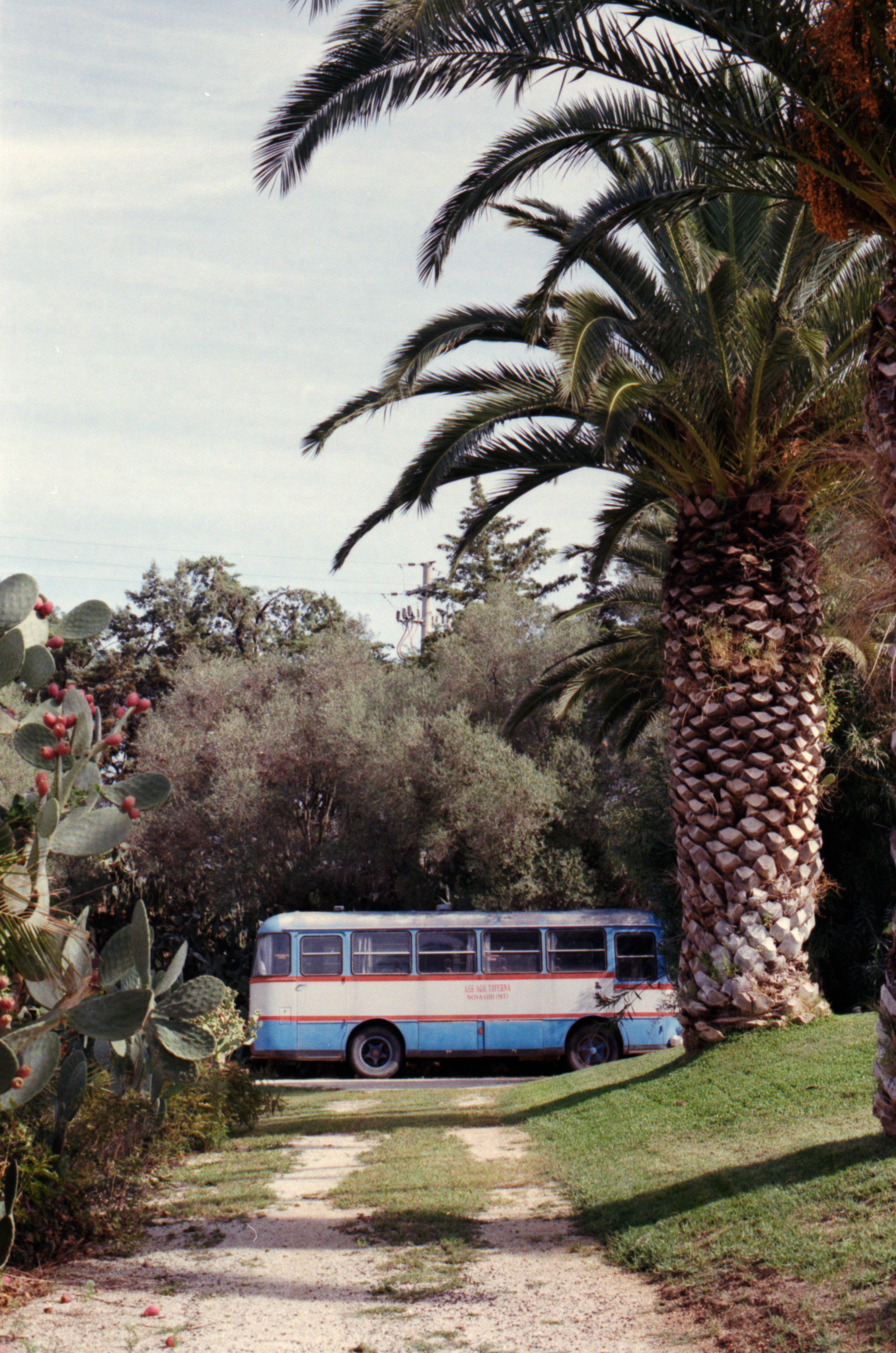 Vintage blue and red bus parked beneath palm trees and cactus, southern Italy