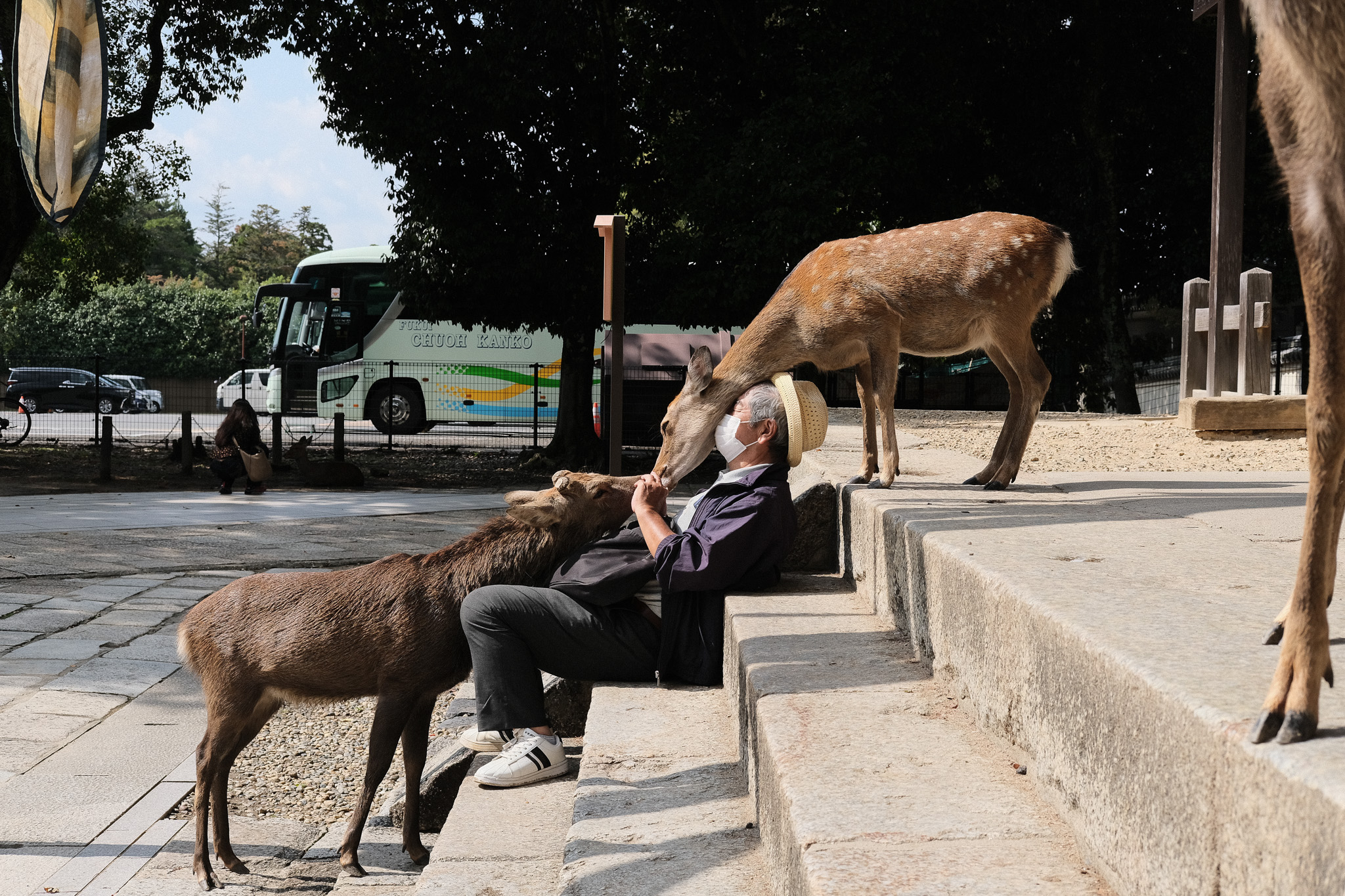 Man sitting on steps surrounded by deer, Nara, Japan